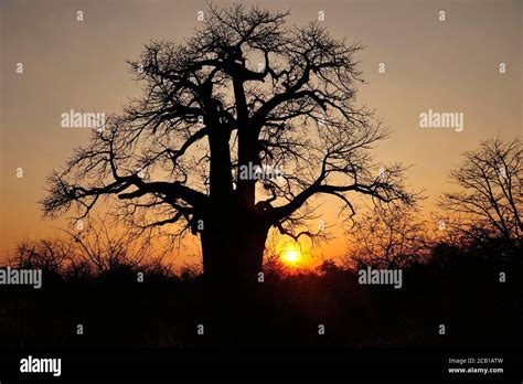 Age African Baobab Tree Adansonia Digitata At Sunset Botswana Stock