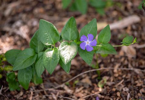 Bigleaf Periwinkle Vinca Major Care And Growing Guide