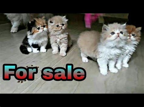 Do persian cats cost alot? Best Persian cat breeder found at alappuzha kerala owner ...
