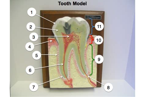 Tooth Model Diagram Quizlet
