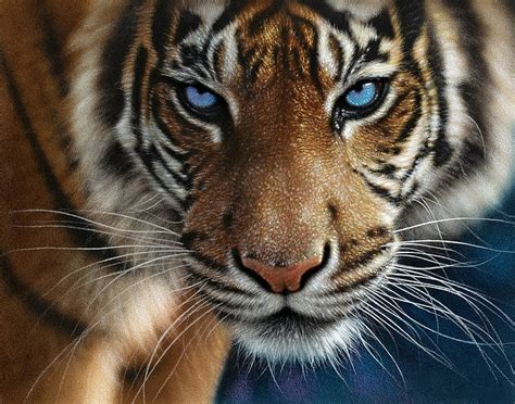 Tiger Blue Eyes Collin Bogle Face Tigru Animal Hd Wallpaper Peakpx