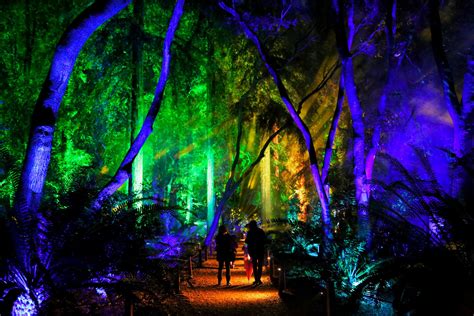 The Enchanted Forest Of Light In Southern California Is Magical