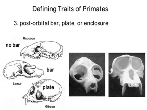 Primates Flashcards Quizlet