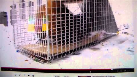 Feral Cat Turns Out To Be Friendly Trap Neuter Return Youtube