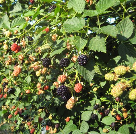 Growing Raspberries In North Carolina Raspberry