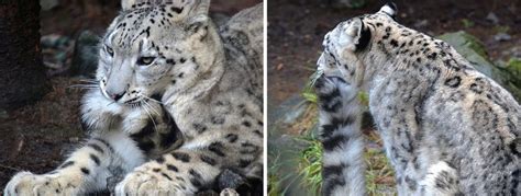 Snow Leopards Love Nomming On Their Fluffy Tails 12 Pics Snow