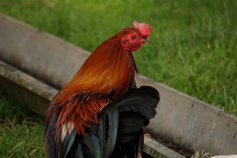 Kahve Falında Horoz Görmek Ne Anlama Gelir? - Muhiku