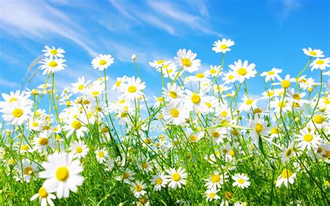 Download Beautiful Wallpaper For Desktop Daisy Hd By Aarondaniels