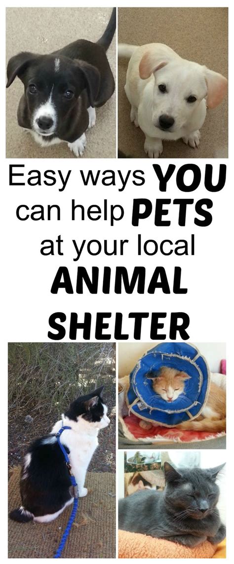 Donate to help pets in need. Things To Donate To Your Local Animal Shelter | Animal ...