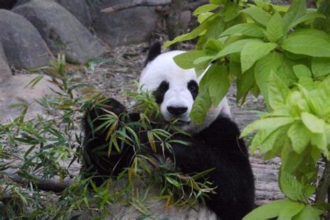 10 Places To See Giant Pandas