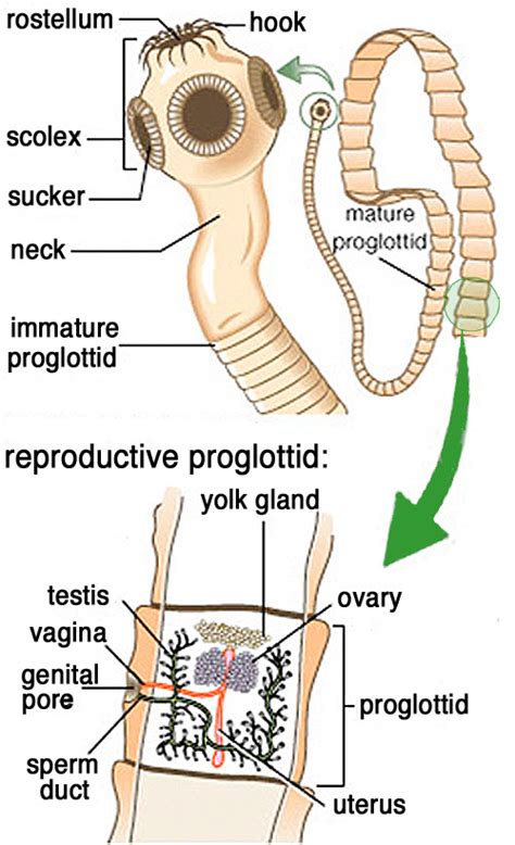 Tapeworm Anatomy