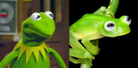 Horrorthon Its Him Newly Discovered Frog Resembles Kermit