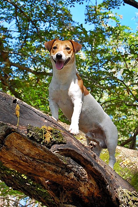 Dziarski jack russell terrier zachwycił nas już podczas pierwszego spotkania. Cheeky, my Jack Russell climbing his favourite tree. | Flickr