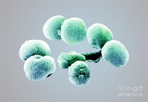 Bacteria Streptococcus Pneumoniae Sem Photograph By Science Source