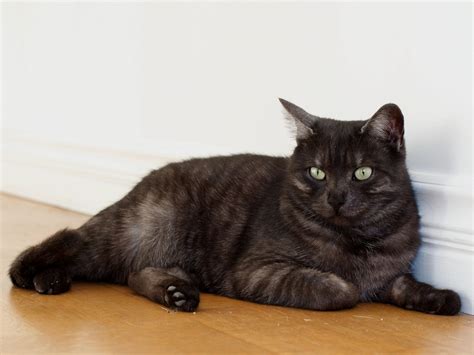 La Voix cats » Neuters