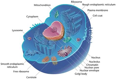 Click on any intermediate stage (for example, anaphase), and see a representative still frame. Eukaryotic Cell - Definition, Characteristics, Structure and Examples