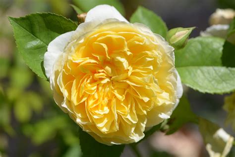 Find charlotte flowers's contact information, age, background check, white pages, criminal records, photos, relatives, social networks & resume. Charlotte® - Rose, gelb, ca. 90cm (David Austin, 1993 ...