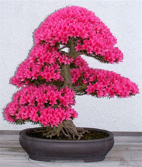 30 Of The Most Beautiful Bonsai Trees Ever