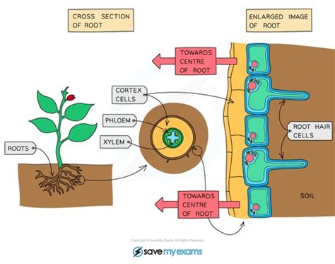 Gcse Biology Structure Functions In Los Transport In Plants