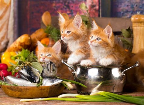 Kittens Red Color And Fish Fresh In The Kitchen Stock Image Image Of