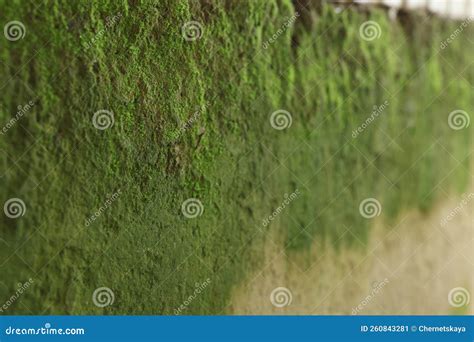 Closeup View Of Wall Covered With Green Moss Stock Image Image Of
