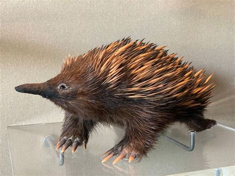 UNE Discovery | Our mystery animal is the echidna!