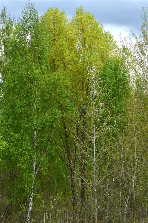 Tall Slender Trees With Early Spring Stock Image Image Of Flora