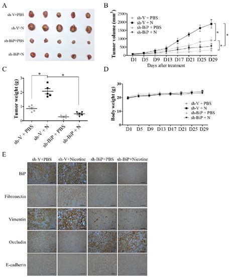 BiP Inhibition Suppressed Nicotine Induced Oral Cancer Progression In Download Scientific