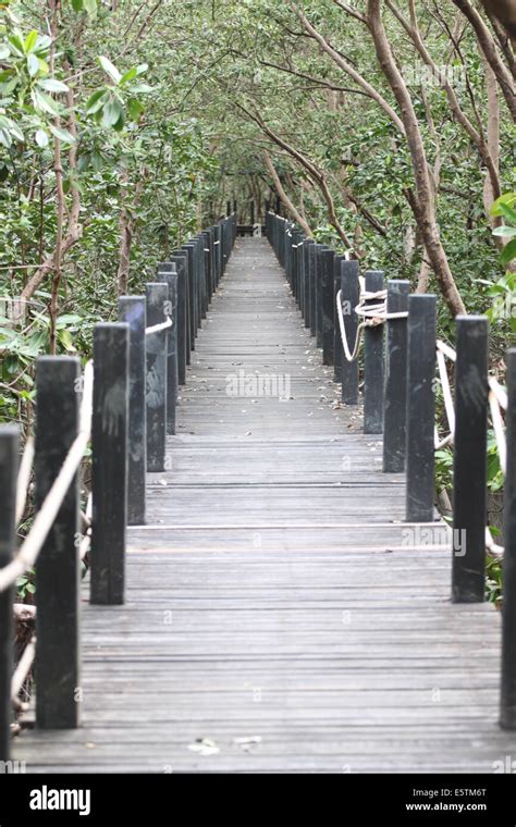 Mangrove Forest Wooden Walkway For Nature Tourism Stock Photo Alamy