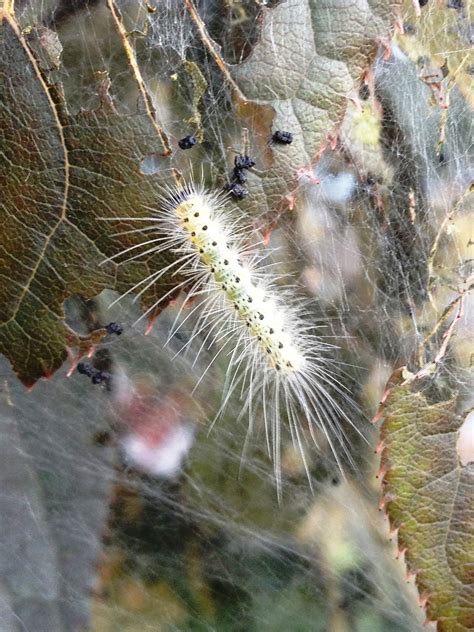 Hand picked by an independent editorial team and updated for 2021. Treating trees for fall webworms « Gardens Alive Blog