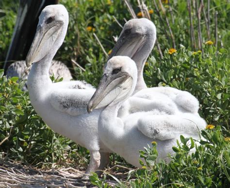 Sams Field Notes Banding Baby Pelicans Coastal Review Online