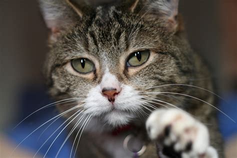 Penyakit ini terjadi karena kelenjar tiroid terlalu aktif sehingga hormon yang dihasilkan melebihi batas normal. Kenali Ciri-Ciri Penyakit Rabies pada Kucing - Agrozine
