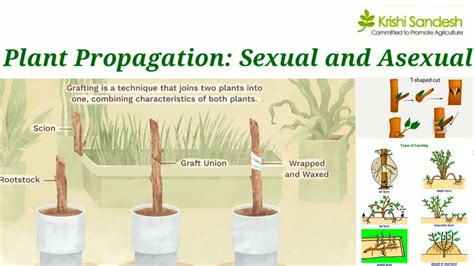 Sexual And Asexual Methods Of Plant Propagation By Hardik Gupta