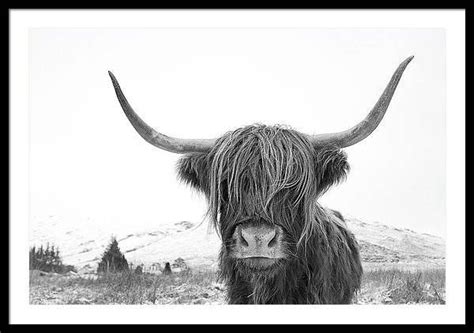 Highland Cow In Snow Black And White Print I Original Photography By