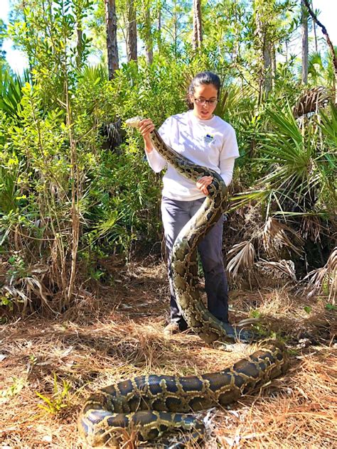 Biologists Are Using Snakes With Transmitters To Catch Invasive Pythons