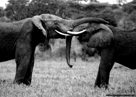 Elephant Love Black And White | Wallpapers Gallery