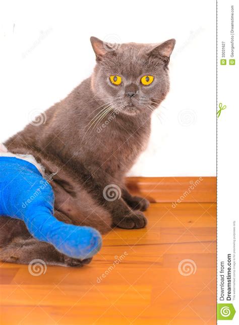 One must be cognizant to keep an eye out for hopping, not walking properly or even completely, or not putting weight on one leg, in particular. Cat with broken leg stock image. Image of ginger, hospital ...