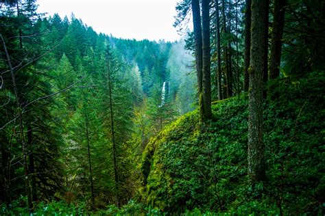 Pacific Northwest 12 Best Free Pacific Northwest Forest Pnw And