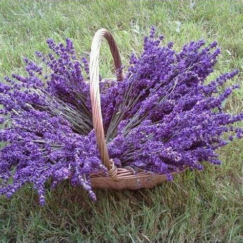 Lavender Vera Seeds Dandh Seed Harvest Co