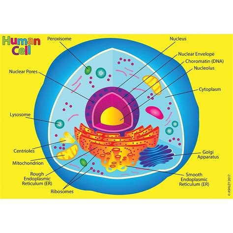 Human Cell Diagram Labeled