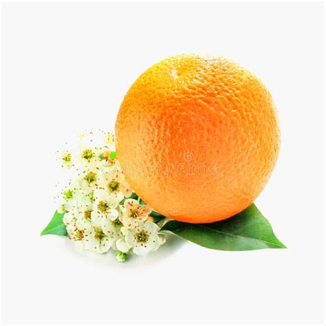 One Whole Orange Fruit On Fresh Leaves Of Flowers Isolated On White