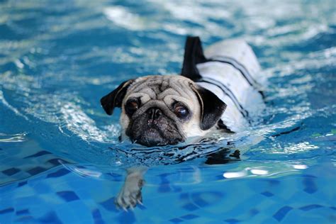 Can Pugs Swim A Guide To Taking Your Pug Swimming