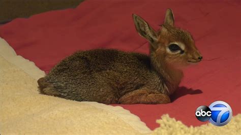 Brookfield Zoo In Chicago Euthanizes Baby Antelope Born On Valentines