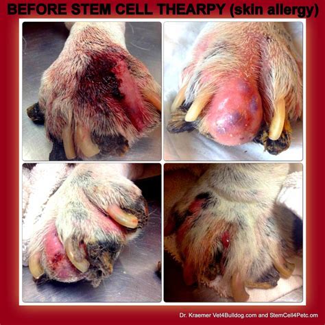 Stem Cell Therapy For Skin Allergy In Dogs And Cats Pets Dr