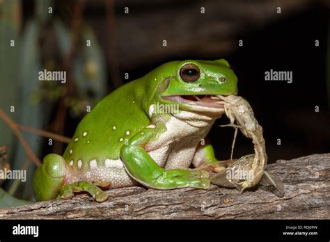 Frog Insect Eating Hi Res Stock Photography And Images Alamy