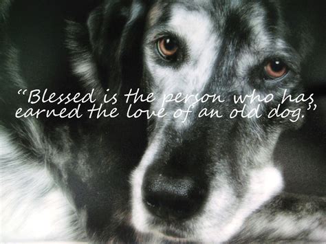 Blessed Is The Person Who Has Earned The Love Of An Old Dog Old