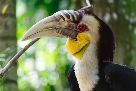Portrait Of Colorful Male Wreathed Hornbill Bird Sitting On The Branch