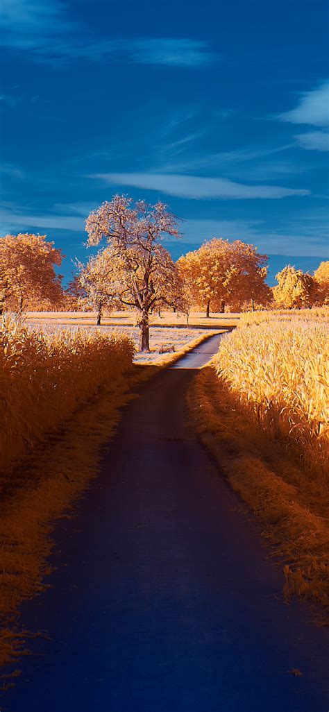1125x2436 Road Autumn 4k Iphone Xsiphone 10iphone X Hd 4k Wallpapers