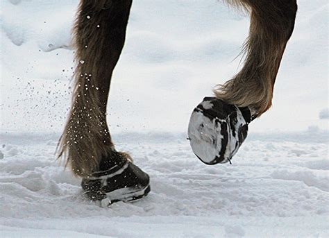Conquer Winter Riding With Hoof Boots The Cheshire Horse