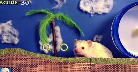 Sonic The Hedgehog In Real Life Is Much Cuter Huffpost Uk